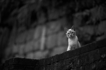 Картинка животные коты взгляд кот коте киса кошка