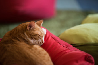 Картинка животные коты взгляд коте кот кошка киса рыжий