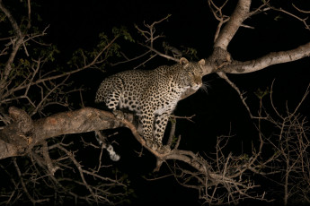 Картинка животные леопарды ночь дерево хищник молодой