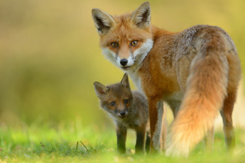 Картинка животные лисы лиса лисёнок детёныш взгляд