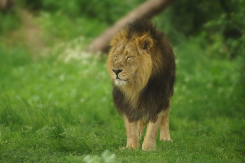 Картинка животные львы луг лев царь