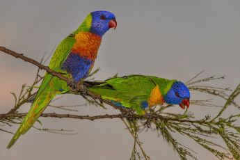 Картинка животные попугаи ветки фон