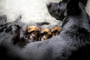 Картинка животные собаки собака мама малыши кормление щенки