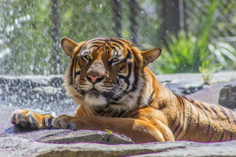 Картинка животные тигры кошка морда зоопарк купание