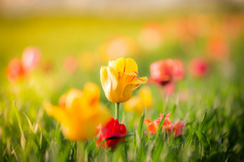 Картинка цветы тюльпаны желтые красные бутоны листья весна боке