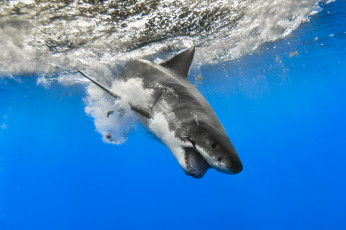 Картинка животные акулы акула