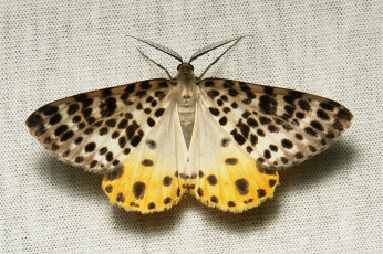 Картинка животные бабочки +мотыльки +моли itchydogimages макро вязаное полотно моль крылья