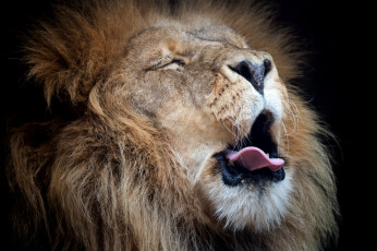Картинка животные львы лев грива рев царь портрет