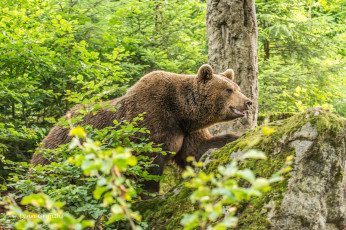 Картинка животные медведи лето бурый лес мох заросли камень