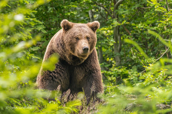 Картинка животные медведи лето морда лес заросли бурый
