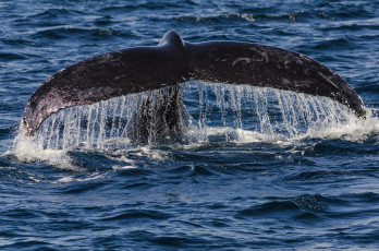 Картинка животные киты +кашалоты море кит хвост брызги капли