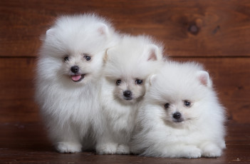 Картинка животные собаки трио щенок белый пушистый шпиц