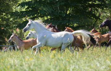 Картинка автор +oliverseitz животные лошади луг трава лето табун кони