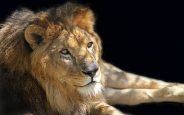 Картинка животные львы отдых царь зверей лев