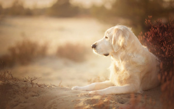 Картинка животные собаки песок собака голден ретривер золотистый