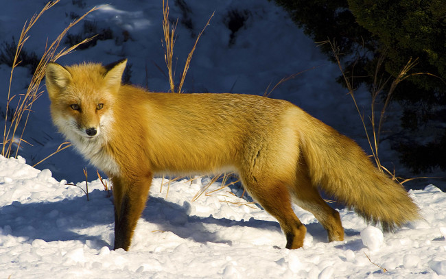 Обои картинки фото животные, лисы, снег, взгляд, солнечный, свет