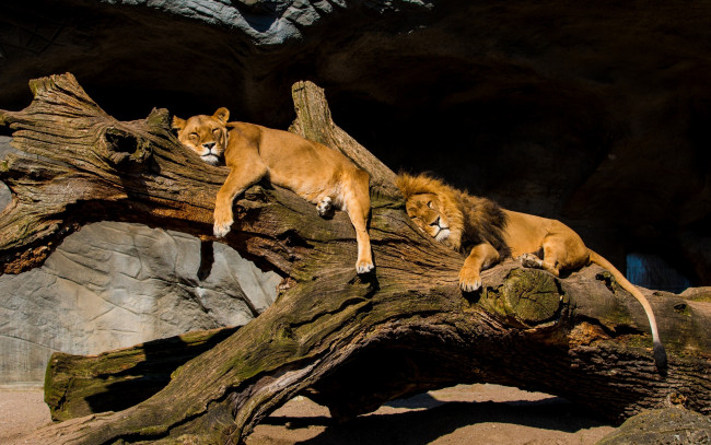 Обои картинки фото животные, львы, бревно, релакс, отдых, парочка, львица, лев