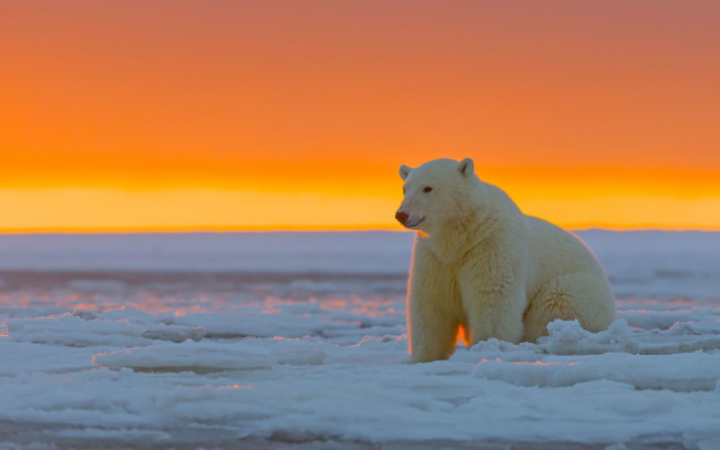 Обои картинки фото животные, медведи, белый, медведь, аляска, национальный, арктический, заповедник, ледяная, пустыня, закат
