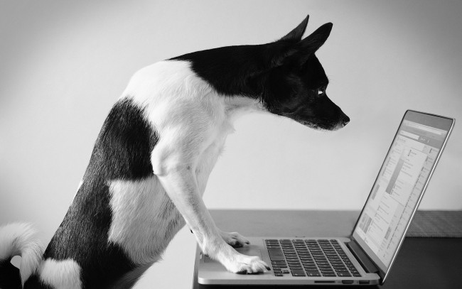 Обои картинки фото животные, собаки, ноутбук, компьютер, взгляд, собака