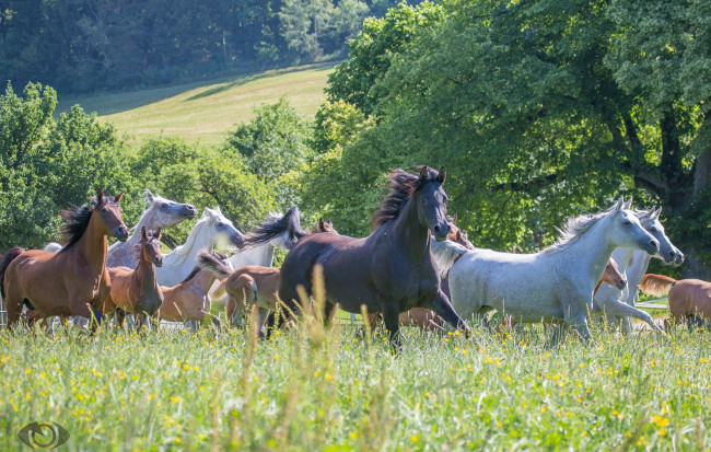 Обои картинки фото автор,  oliverseitz, животные, лошади, луг, бег, лето, трава, табун, кони