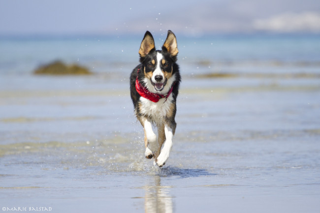 Обои картинки фото животные, собаки, игра, морда, бег, пёс, радость
