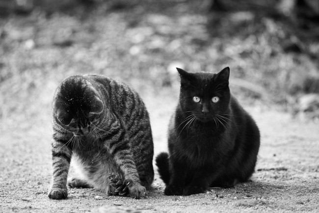 Обои картинки фото животные, коты, чёрно-белое, пара