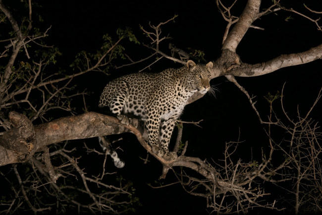 Обои картинки фото животные, леопарды, ночь, дерево, хищник, молодой