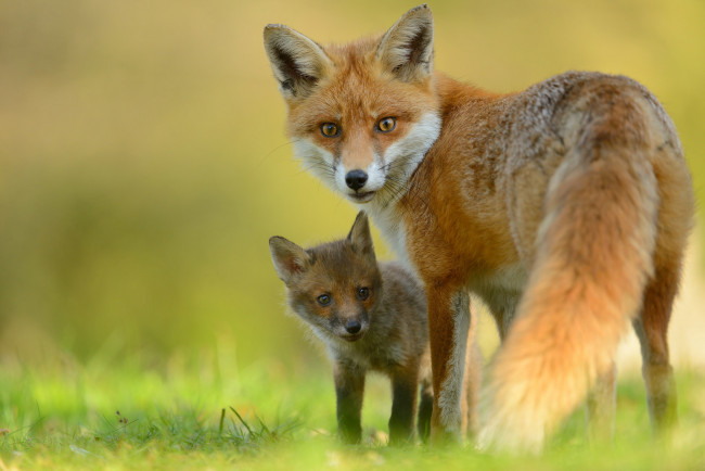 Обои картинки фото животные, лисы, лиса, лисёнок, детёныш, взгляд