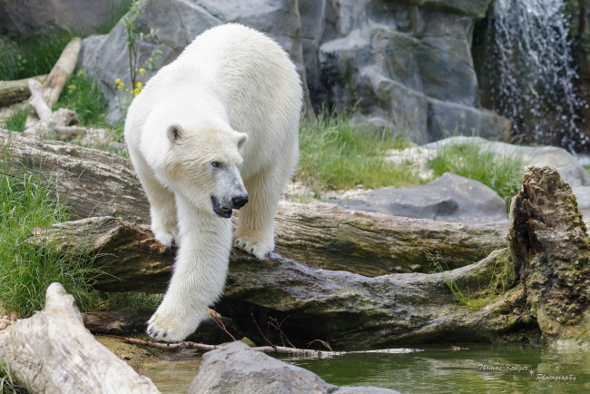 Обои картинки фото животные, медведи, белый, зоопарк, хищник, полярный
