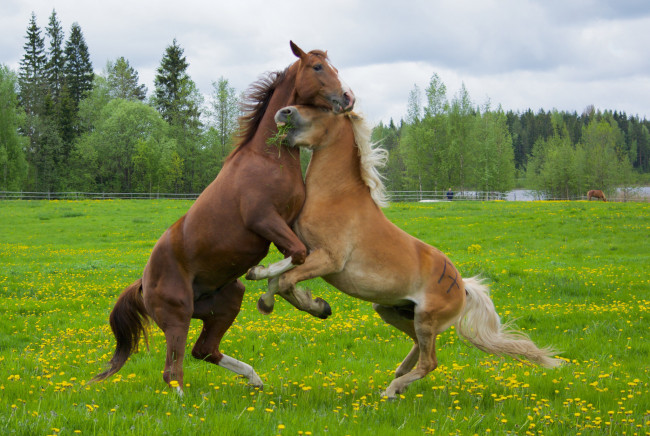 Обои картинки фото животные, лошади, кони