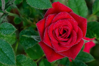 Картинка цветы розы красная роза бутон листья макро