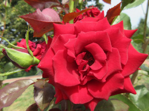 Картинка цветы розы роза красная