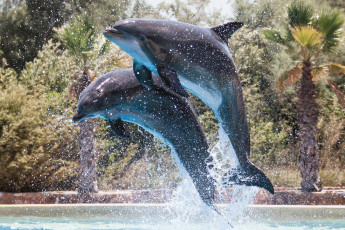 Картинка животные дельфины пара капли вода