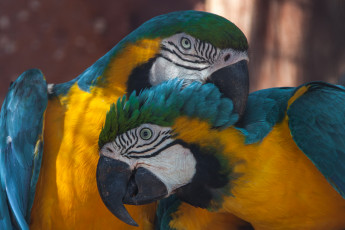 Картинка животные попугаи птица попугай окрас перья
