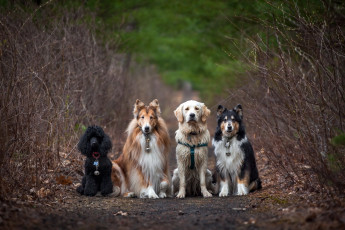 Картинка животные собаки природа дорога