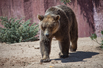 Картинка животные медведи косолапый большой мишка медведь