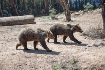 Картинка животные медведи пара большие поход