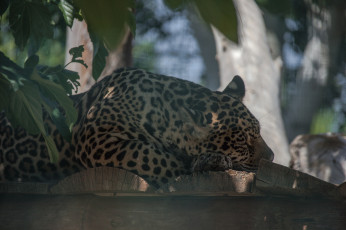 Картинка животные Ягуары животное отдых