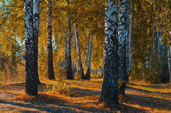 Картинка природа лес деревья