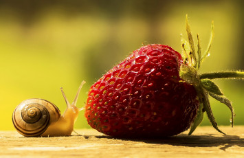 Картинка животные улитки улитка клубника ягода макро