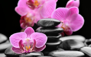 Картинка цветы орхидеи камни спа