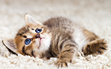 Картинка животные коты котенок ковер пушистик
