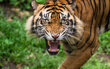 Картинка животные тигры тигр оскал