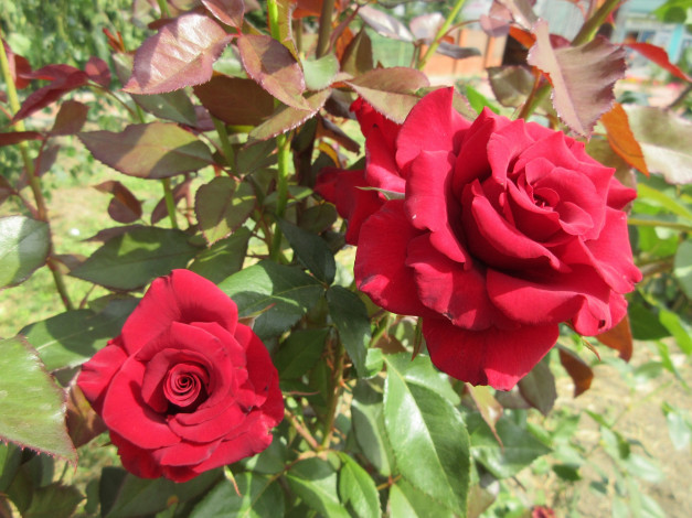 Обои картинки фото цветы, розы, красная, роза