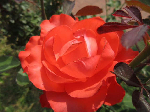 Обои картинки фото цветы, розы, роза, оранжевая