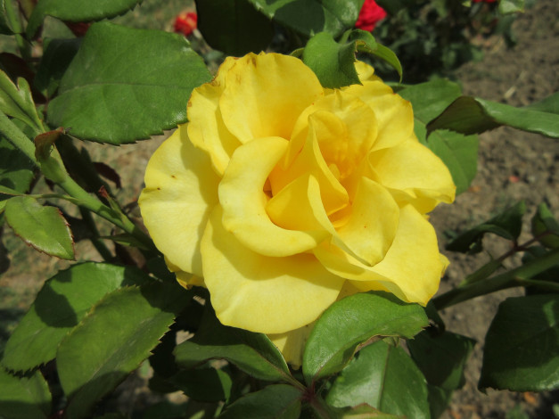 Обои картинки фото цветы, розы, роза, жёлтая