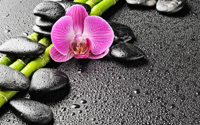 Обои картинки фото цветы, орхидеи, капли, камни, бамбук, орхидея