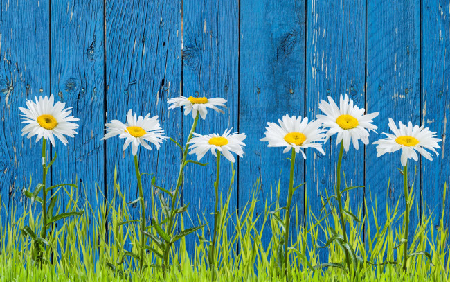 Обои картинки фото цветы, ромашки, трава, забор