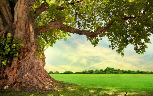 Обои картинки фото природа, деревья, дерево, луг, крона