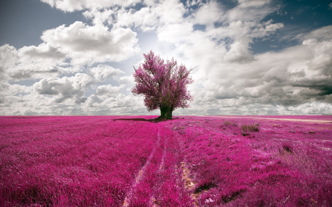 Обои картинки фото природа, деревья, поле, облака, дерево